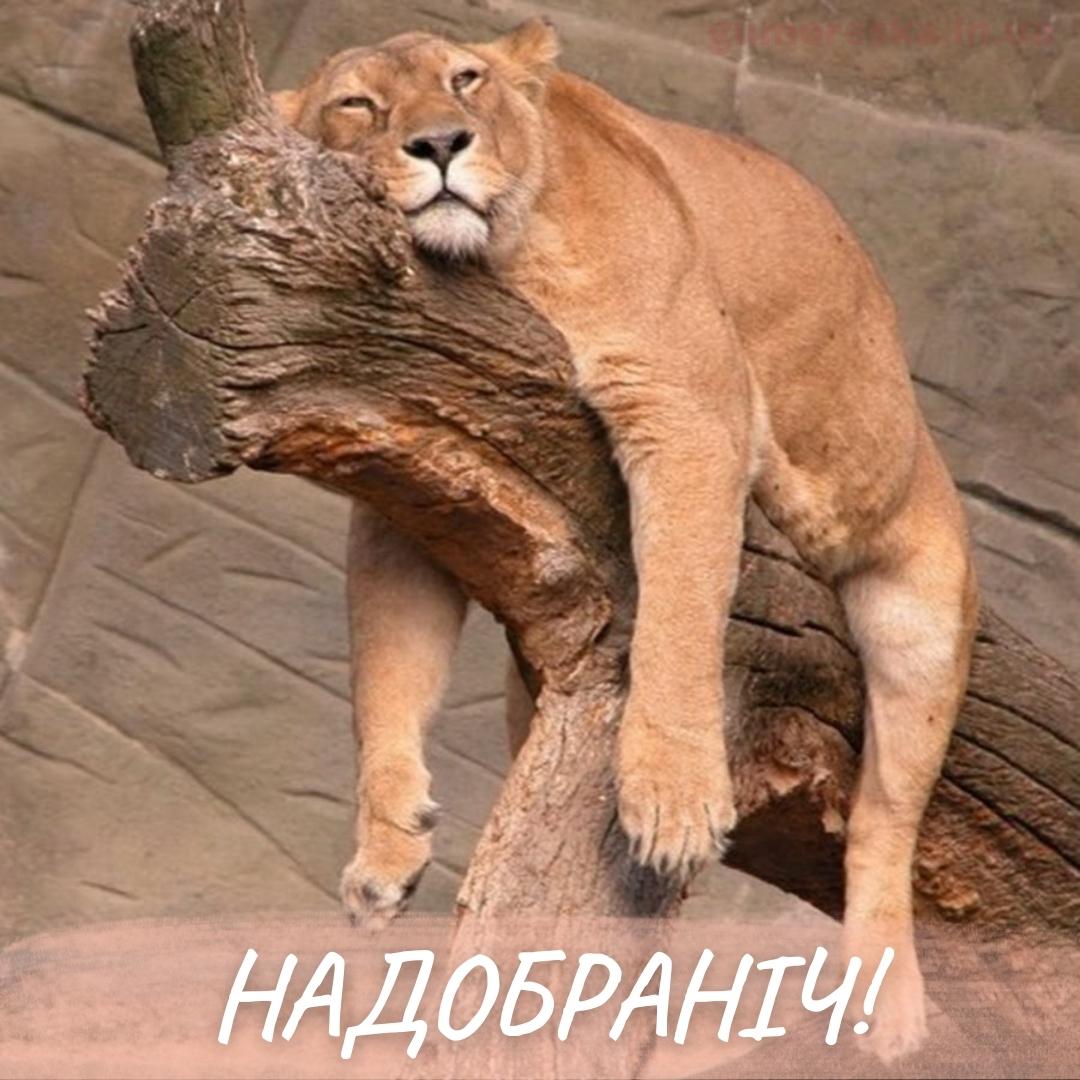 смішні побажання на добраніч - листівки 1